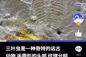 5亿年前三叶虫为何命名范特西虫？周杰伦音乐影响科研命名