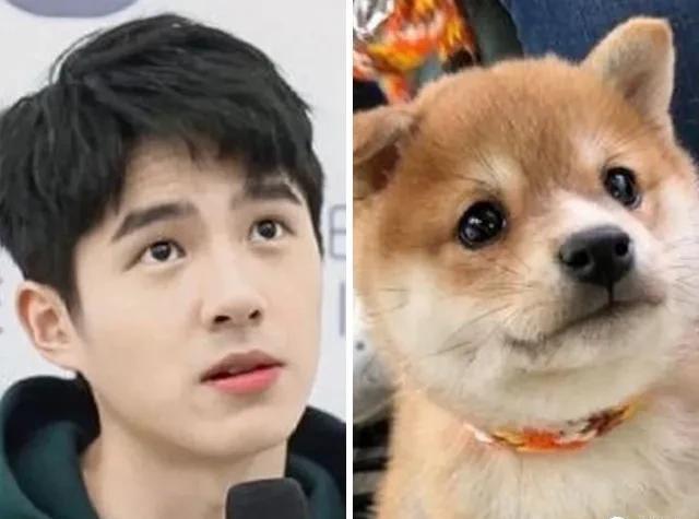 刘昊然小柴犬对比